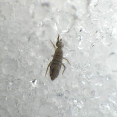 Entomobrya nivalis