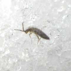 Entomobrya nivalis
