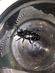 Anoplophora chinensis