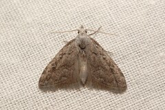 Nola thymula