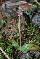Neotinea maculata