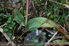 Neotinea maculata