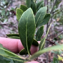 Ilex glabra