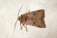 Cerastis faceta