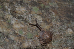 Helicigona lapicida