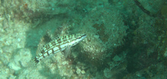 Serranus tigrinus