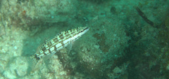 Serranus tigrinus