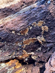 Serpula himantioides