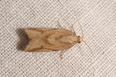Clepsis coriacanus