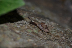 Helicigona lapicida