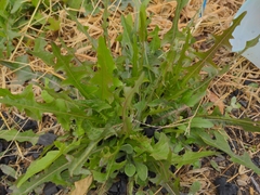Lactuca serriola