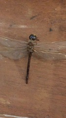 Boyeria vinosa