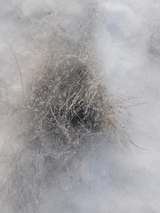 Sylvilagus floridanus