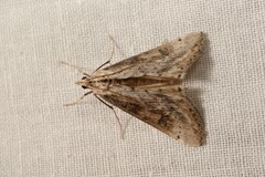 Evergestis isatidalis