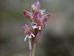 Neotinea maculata