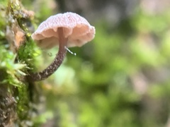 Mycena meliigena