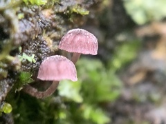 Mycena meliigena