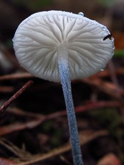 Tetrapyrgos nigripes