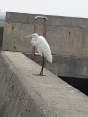 Ardea alba