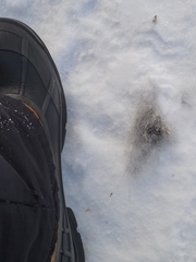 Sylvilagus floridanus