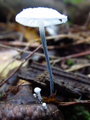 Tetrapyrgos nigripes