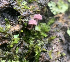Mycena meliigena