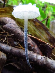 Tetrapyrgos nigripes