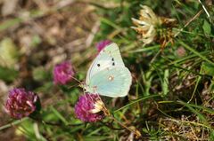 Colias aurorina