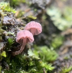 Mycena meliigena