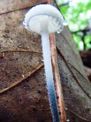 Tetrapyrgos nigripes