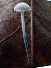 Tetrapyrgos nigripes