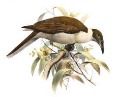 White-Naped Friarbird photo 2