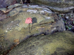Marasmius haematocephalus