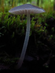 Mycena subcaerulea