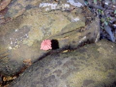 Marasmius haematocephalus