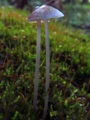 Mycena subcaerulea
