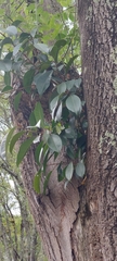 Ficus americana