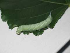 Smerinthinae