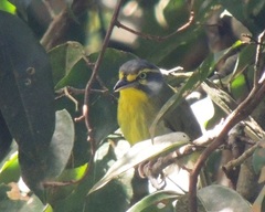 Vireolanius leucotis