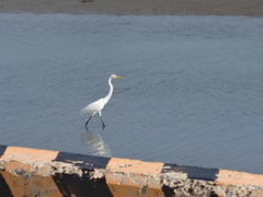 Ardea alba