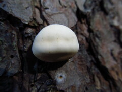 Cryptoporus volvatus