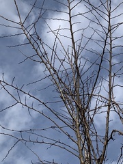 Robinia pseudoacacia