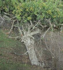 Pyrus communis pyraster