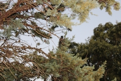 Widdringtonia nodiflora