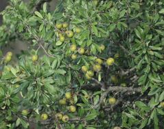 Pyrus communis pyraster