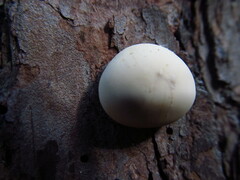 Cryptoporus volvatus