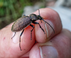 Carabus sylvestris