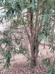 Pinales