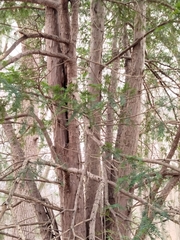 Pinales