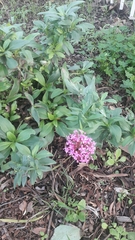 Centranthus ruber